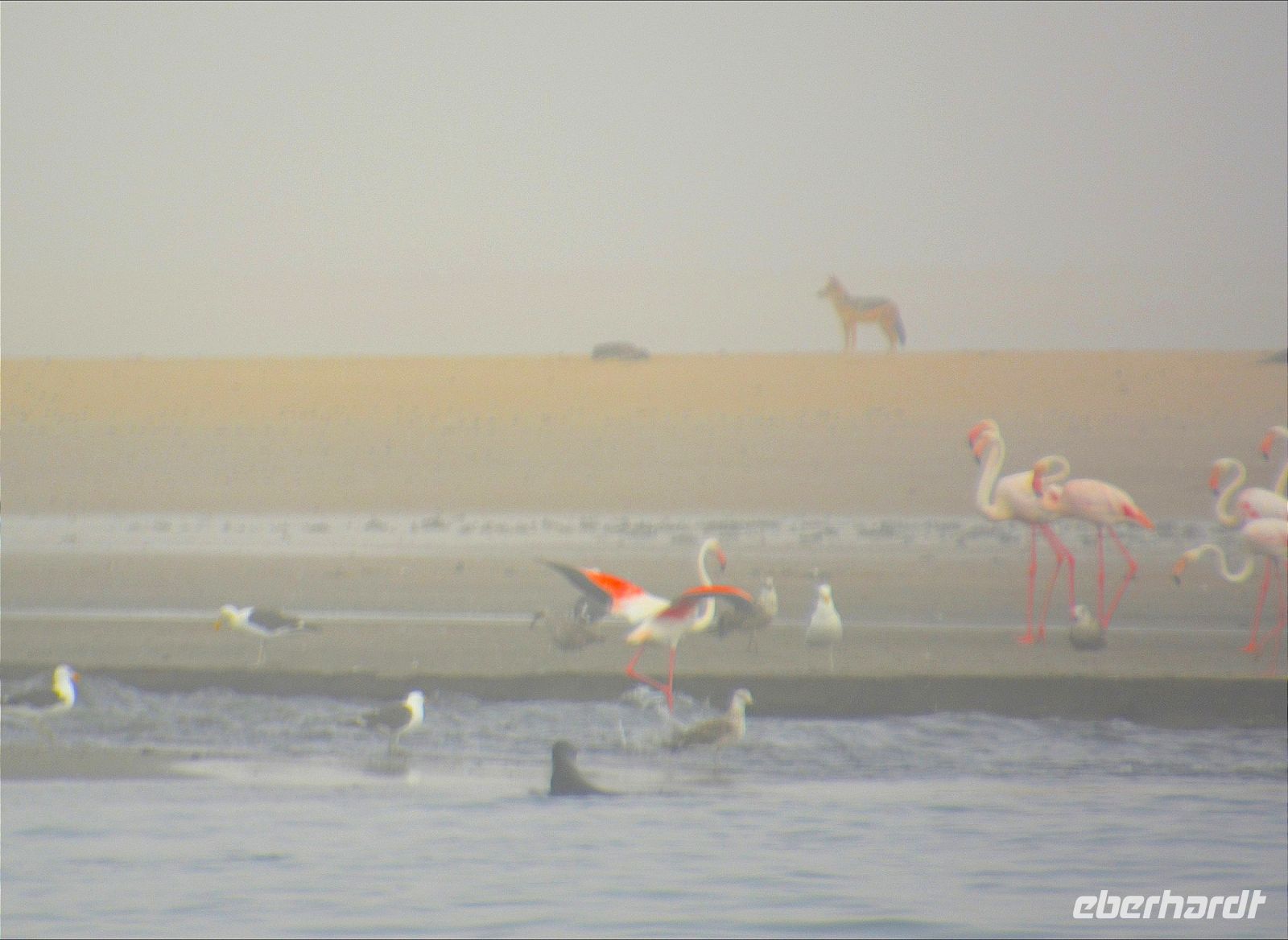 der Schakal wartet schon
