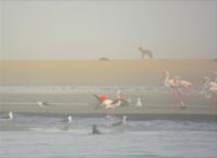 der Schakal wartet schon