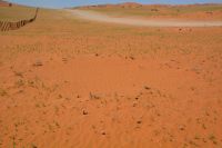 Hexenringe neben der Piste zum Kuiseb Canyon