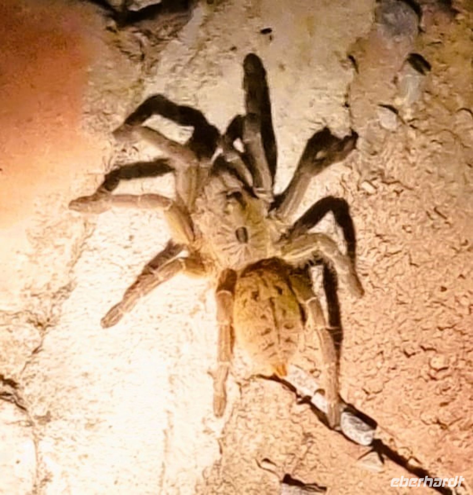 Michael hat Besuch im Garten   Bild: c/Michael