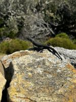 Kapstadt: schwarzer Gürtelschweif