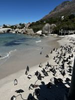 Kapstadt: Boulders Bay 