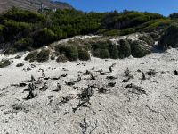 Kapstadt: Boulders Bay 