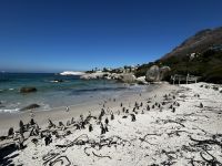Kapstadt: Boulders Bay 