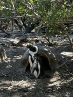 Kapstadt: Boulders Bay 