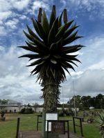 Gartenroute: größter Aloe Baum der Welt