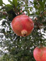 Oudtshoorn: Granatapfelbaum im Garten der Manor