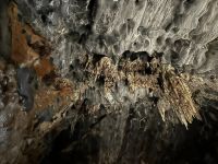 Oudtshoorn: Besuch der Tropfsteinhöhle