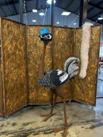 Oudtshoorn: Straußenfarm