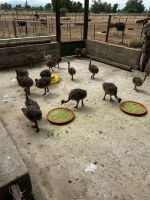 Oudtshoorn: Straußenfarm