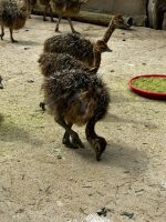 Oudtshoorn: Straußenfarm