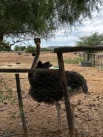 Oudtshoorn: Straußenfarm