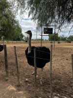 Oudtshoorn: Straußenfarm
