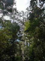 Tsitsikamma: Big Tree