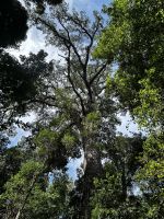 Tsitsikamma: Big Tree