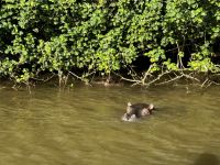St. Lucia: Flusspferd im Lake St. Lucia