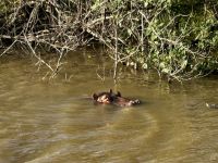 St. Lucia: Flusspferd im Lake St. Lucia