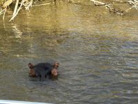 St. Lucia: Flusspferd im Lake St. Lucia