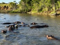 St. Lucia: Flusspferde im Lake St. Lucia