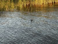 St. Lucia:Krokodil im Lake St. Lucia