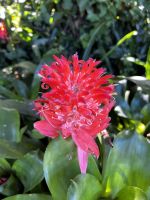 St. Lucia: Proteapflanze am Straßenrand in St. Lucia