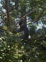 St. Lucia: tierischer Besuch in unserer Unterkunft in St. Lucia