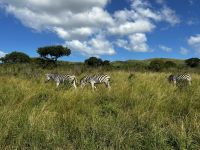 Hluhluwe Nationalpark: Zebras