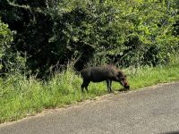 Hluhluwe Nationalpark:  Warzenschwein