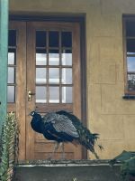 Pfau in der Ngwnya Glasfabrik