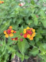 Pilgrims Rest: Goldgräber Siedlung