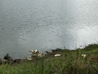 Krüger Nationalpark: Skelett im See