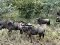 Krüger Nationalpark: Kudus