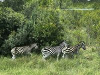 Krüger Nationalpark: Zebras