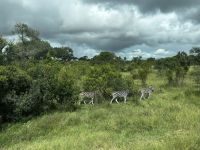 Krüger Nationalpark: Zebras