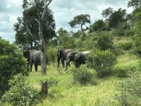 Krüger Nationalpark: Elefanten
