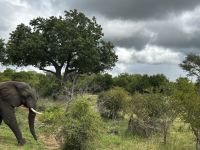 Krüger Nationalpark: Elefante