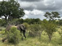 Krüger Nationalpark: Elefant