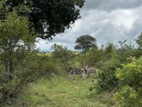 Krüger Nationalpark: Zebras