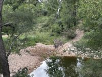 Krüger Nationalpark: Zebras an einer Wasserstelle