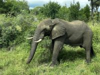 Krüger Nationalpark: Elefant