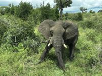 Krüger Nationalpark: Elefant