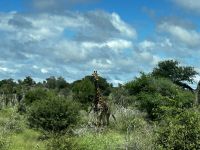 Krüger Nationalpark: Giraffe