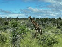 Krüger Nationalpark: Giraffe