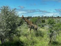 Krüger Nationalpark: Giraffe