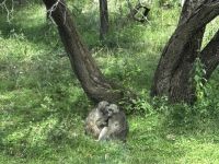 Krüger Nationalpark: Pawiane