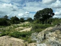 Krüger Nationalpark: Natur pur