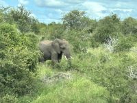 Krüger Nationalpark: Elefant