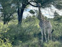 Krüger Nationalpark: Giraffe