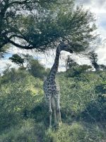 Krüger Nationalpark: Giraffe
