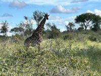 Krüger Nationalpark: Giraffe